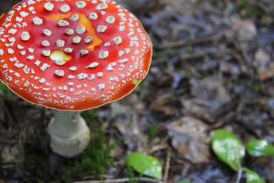 Close-up of fly agaric mushroom on field