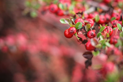 Close-up of red berries growing on plant