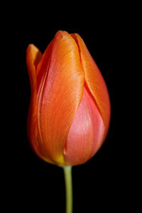 Close-up of orange tulip against black background