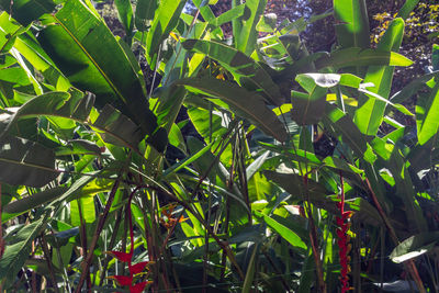 High angle view of bamboo plants