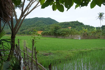 Scenic view of rice field against sky