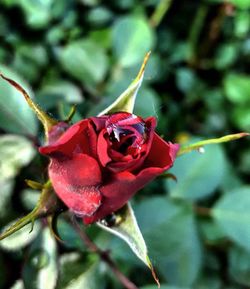 Close-up of red rose