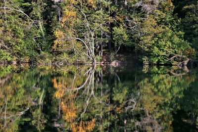 Scenic view of lake in forest