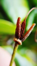 Close-up of flower buds