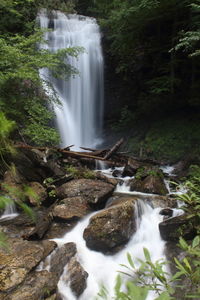 Scenic view of waterfall in forest