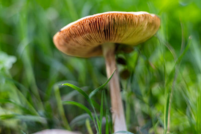 mushroom