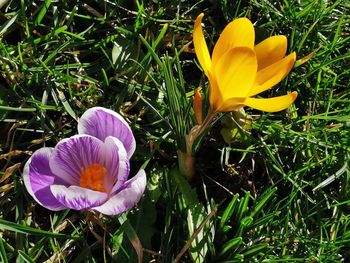 Close-up of purple crocus flowers growing in field