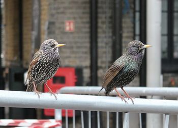 Birds perching on railing