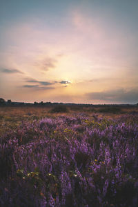 Purple flowering plants on field against sky during sunset