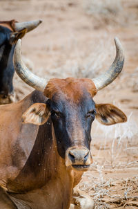 Close-up portrait of cow with large horns in sahara desert, mauritania
