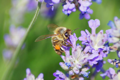 Close-up of butterfly pollinating on purple flower