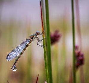 Close-up of damselfly on plant