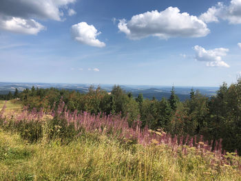 Plants growing on land against sky