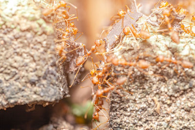 Close-up of ants on rock