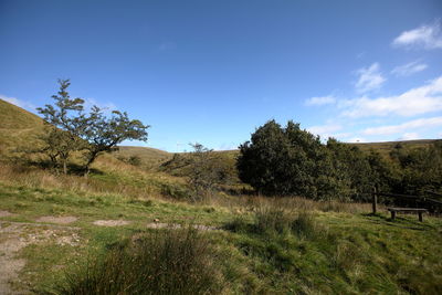 Trees on field against blue sky