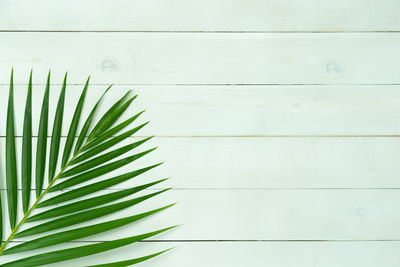 Close-up of palm leaves against white wall