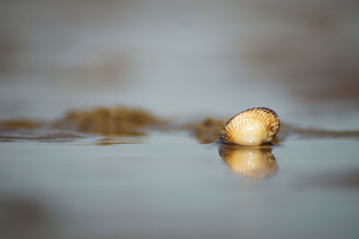 Close-up of snail in shallow water