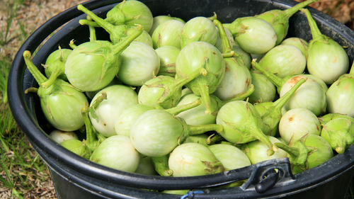 Eggplant that is collected from the tree ready to sell