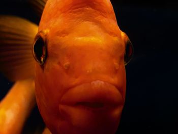 Close-up of fish