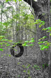 Trees in forest