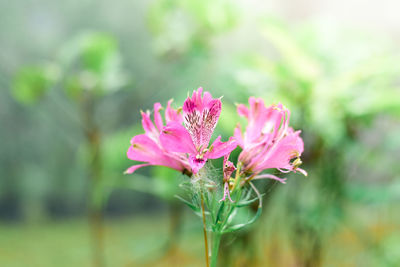 Close-up of pink flower