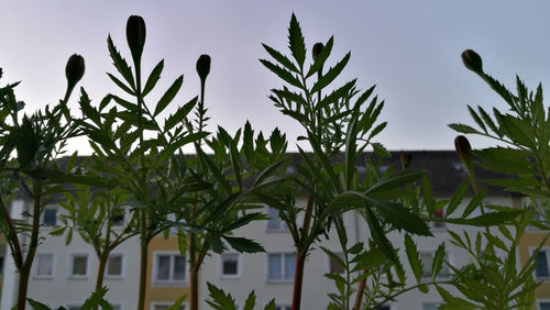 Low angle view of plants against sky