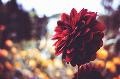 Close-up of red flower blooming outdoors