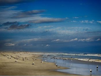 Flock of birds on beach against sky
