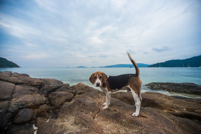 Dog on beach against sky