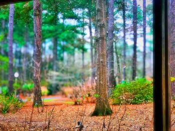 Close-up of tree trunk in forest