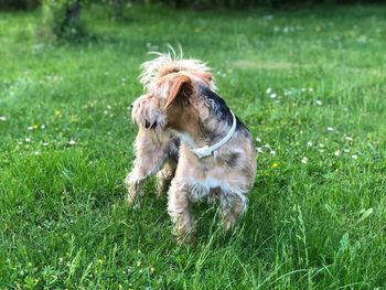 Dog looking away on field