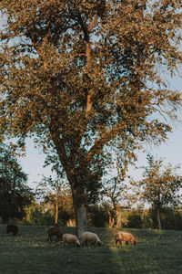 View of a tree on field
