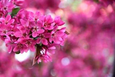 Close-up of pink flowers blooming outdoors