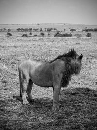Lioness drinking water