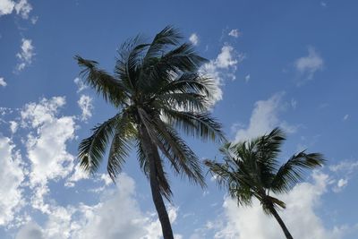 Low angle view of palm tree against sky