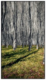 Bare trees in forest