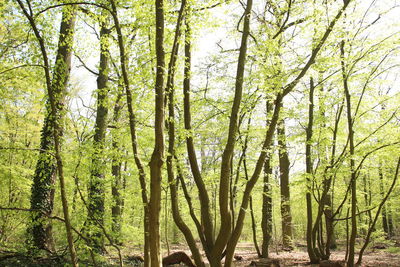 View of trees in forest