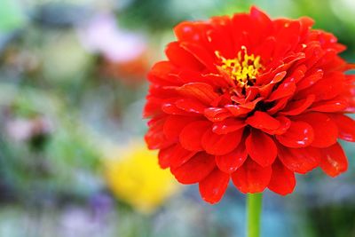 Close-up of red flowering plant