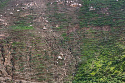 High angle view of trees growing in field