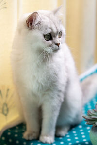 Close-up of cat