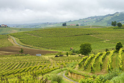 Scenic view of vineyard against sky