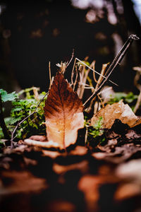 Close-up of dried maple leaf on land