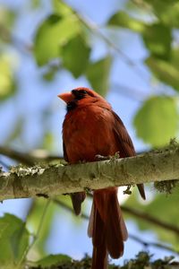 Low angle view of bird perching on branch