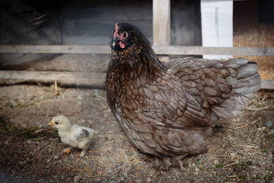 Rooster perching on field