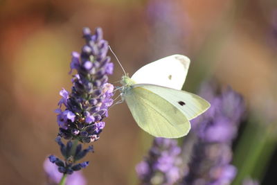 Close-up of butterfly pollinating on flower