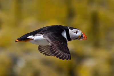 Close-up of bird flying