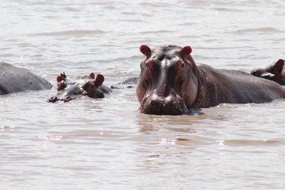 Hippopotamuses swimming in river