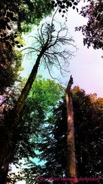 Low angle view of trees in forest against sky