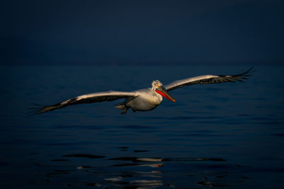 Bird flying over lake