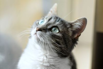 Close-up of cat looking away